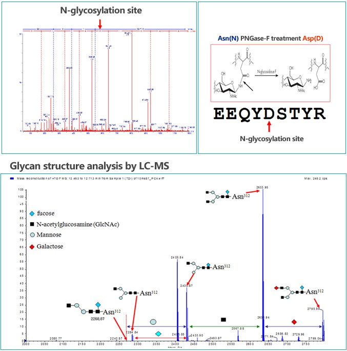 Xác định glycosyl hóa, vị trí O-link, N-link